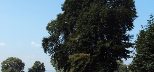 Shalimar Garden