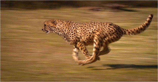 Running Cheetah