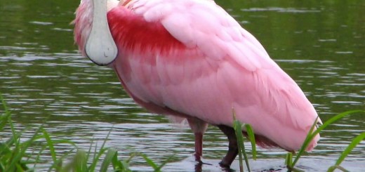Spoonbill