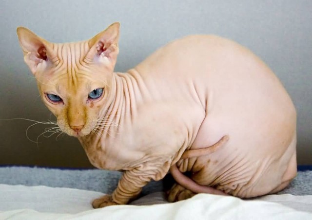 Peterbald Cat
