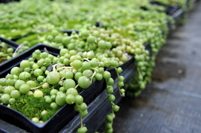 String of Pearls