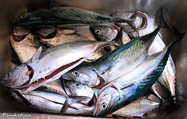 Tuna