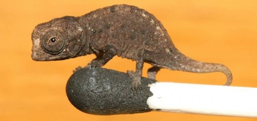 Brookesia Micra On A Match Head