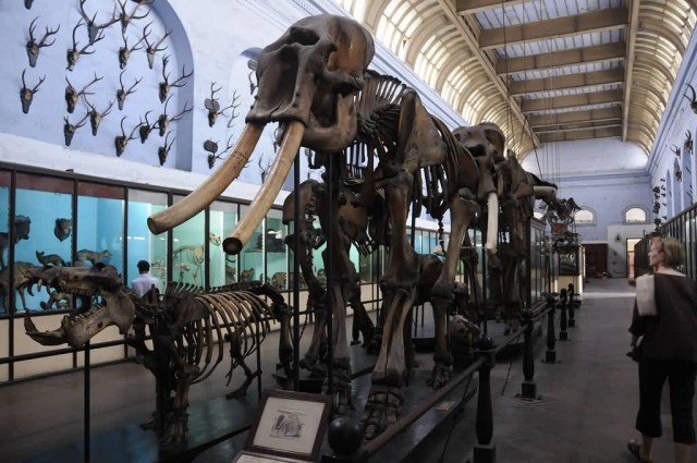 Elephant Speciman