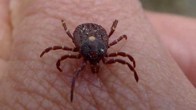 Tick