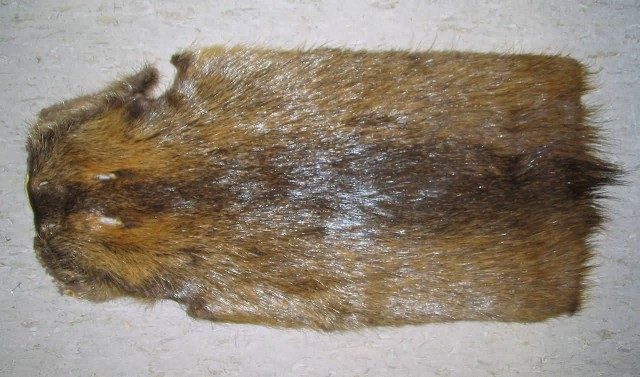 Nutria