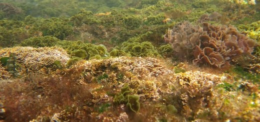 Algae