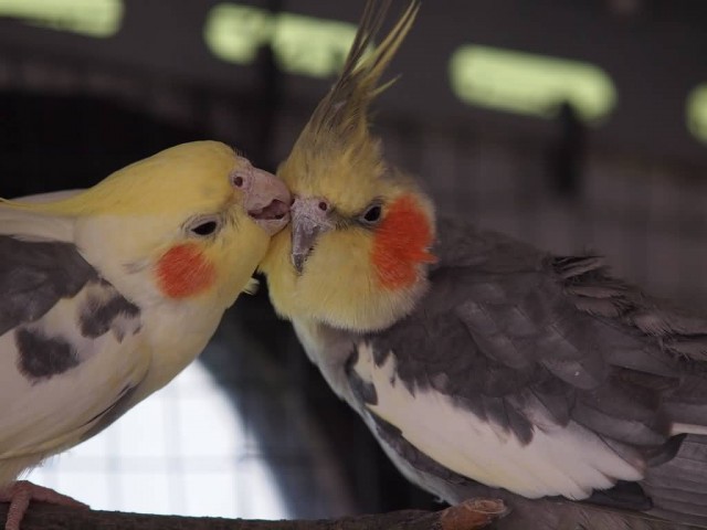 Cockatiel