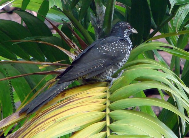 Asian Koel