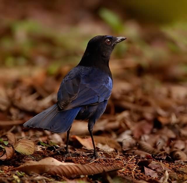 Malabar Whistling Thrush