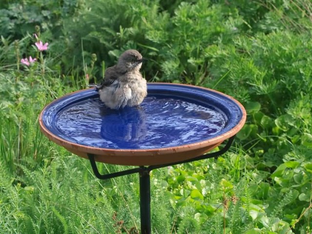 Mockingbird