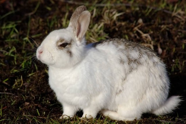Rabbit