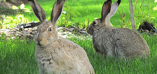 Rabbit